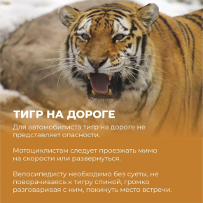 Рекомендации при встрече с тигром