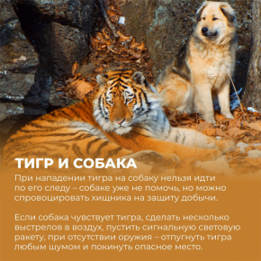 Рекомендации при встрече с тигром