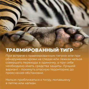 Рекомендации при встрече с тигром