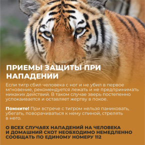 Рекомендации при встрече с тигром